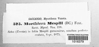 Morthiera mespili image